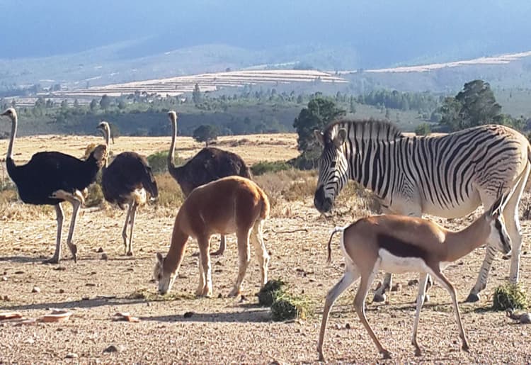 Fynbos Guest Farm